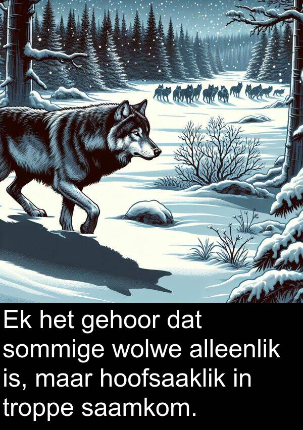 gehoor: Ek het gehoor dat sommige wolwe alleenlik is, maar hoofsaaklik in troppe saamkom.