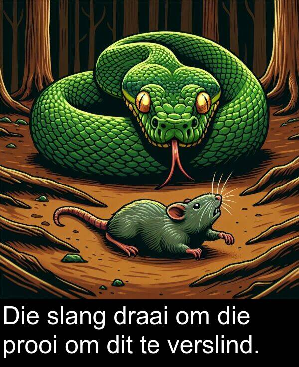 draai: Die slang draai om die prooi om dit te verslind.