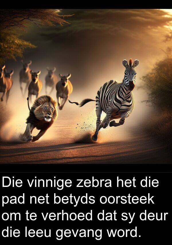 zebra: Die vinnige zebra het die pad net betyds oorsteek om te verhoed dat sy deur die leeu gevang word.