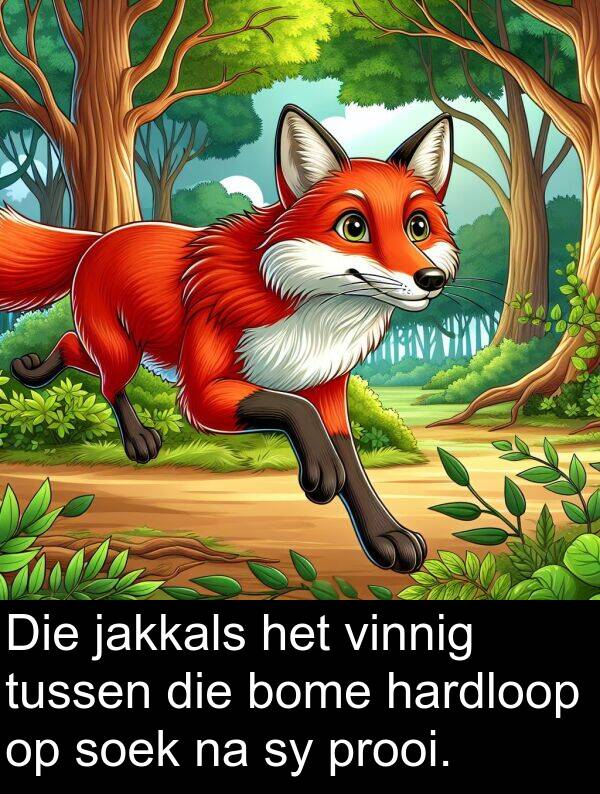 hardloop: Die jakkals het vinnig tussen die bome hardloop op soek na sy prooi.