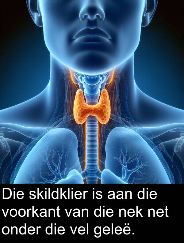 geleë: Die skildklier is aan die voorkant van die nek net onder die vel geleë.