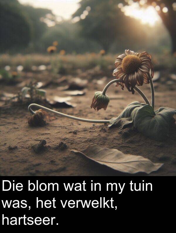 hartseer: Die blom wat in my tuin was, het verwelkt, hartseer.