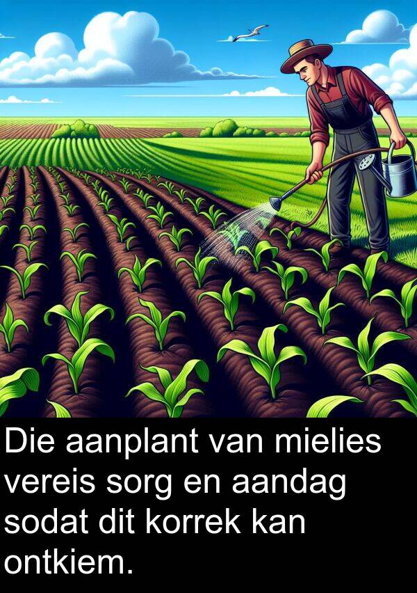 ontkiem: Die aanplant van mielies vereis sorg en aandag sodat dit korrek kan ontkiem.