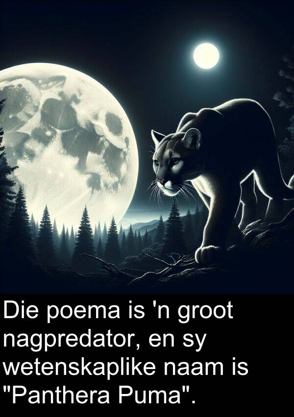 naam: Die poema is 'n groot nagpredator, en sy wetenskaplike naam is "Panthera Puma".