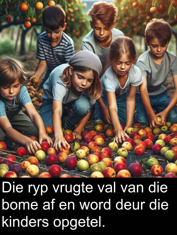 ryp: Die ryp vrugte val van die bome af en word deur die kinders opgetel.