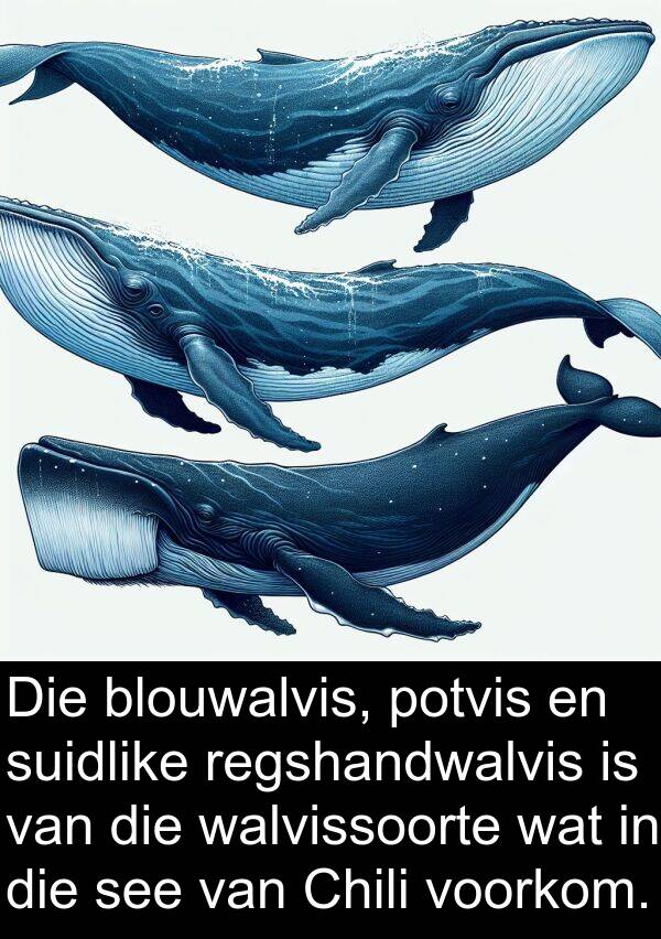 walvissoorte: Die blouwalvis, potvis en suidlike regshandwalvis is van die walvissoorte wat in die see van Chili voorkom.