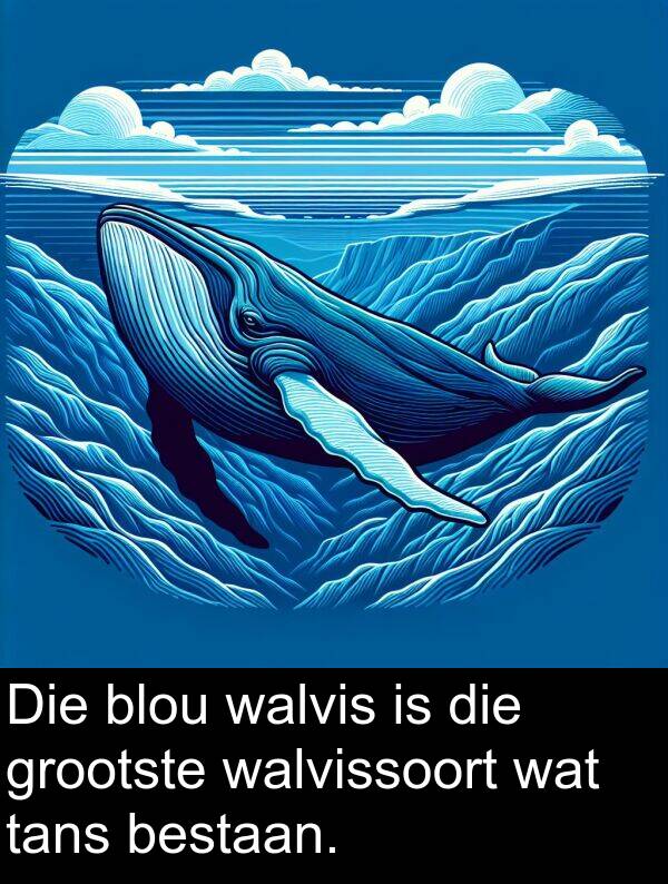 tans: Die blou walvis is die grootste walvissoort wat tans bestaan.