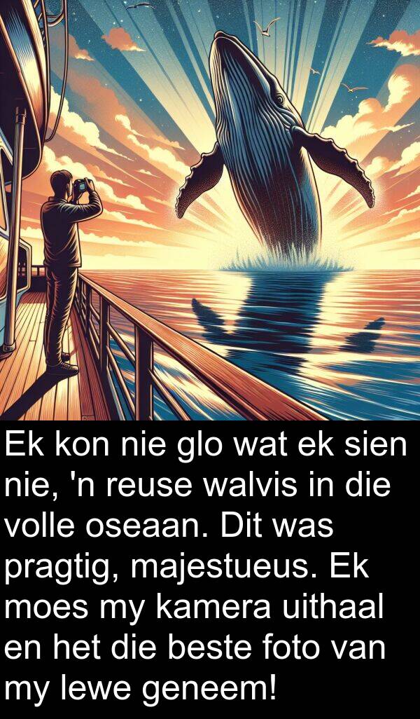 reuse: Ek kon nie glo wat ek sien nie, 'n reuse walvis in die volle oseaan. Dit was pragtig, majestueus. Ek moes my kamera uithaal en het die beste foto van my lewe geneem!