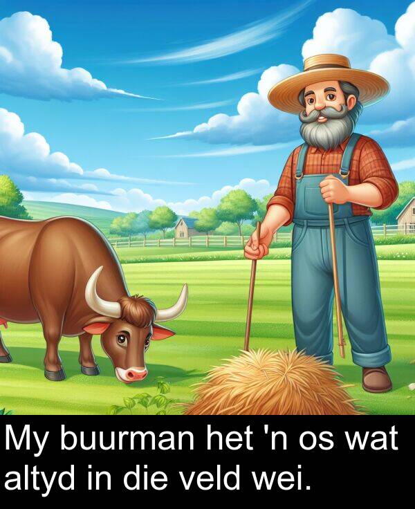 wat: My buurman het 'n os wat altyd in die veld wei.