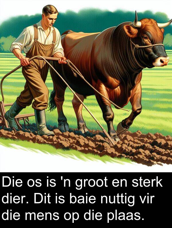 nuttig: Die os is 'n groot en sterk dier. Dit is baie nuttig vir die mens op die plaas.