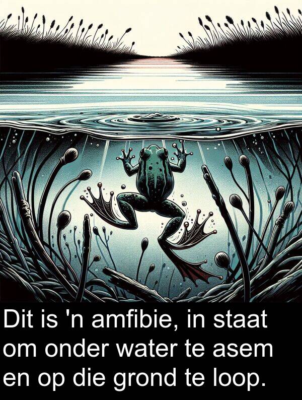 amfibie: Dit is 'n amfibie, in staat om onder water te asem en op die grond te loop.