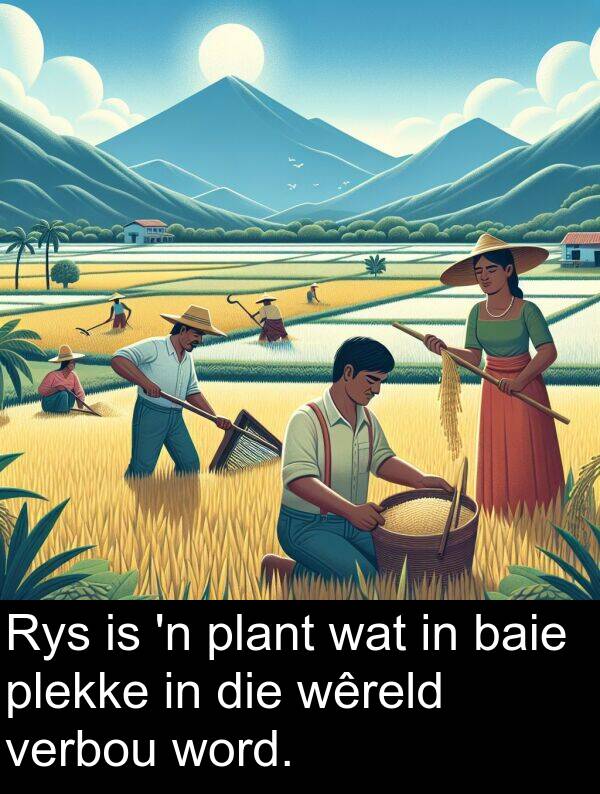 wêreld: Rys is 'n plant wat in baie plekke in die wêreld verbou word.