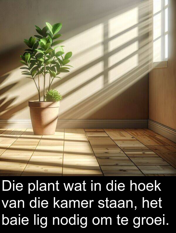 hoek: Die plant wat in die hoek van die kamer staan, het baie lig nodig om te groei.