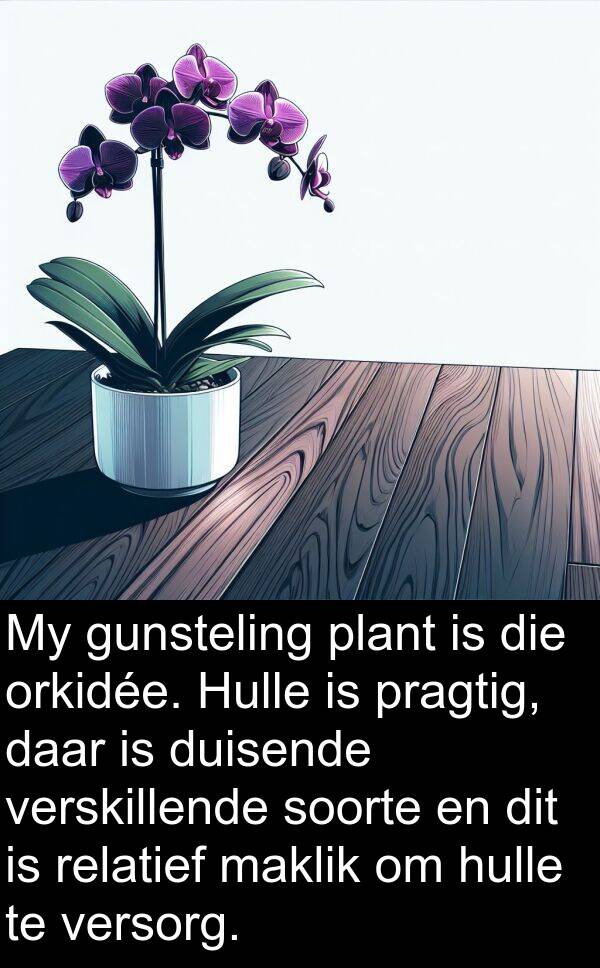 plant: My gunsteling plant is die orkidée. Hulle is pragtig, daar is duisende verskillende soorte en dit is relatief maklik om hulle te versorg.