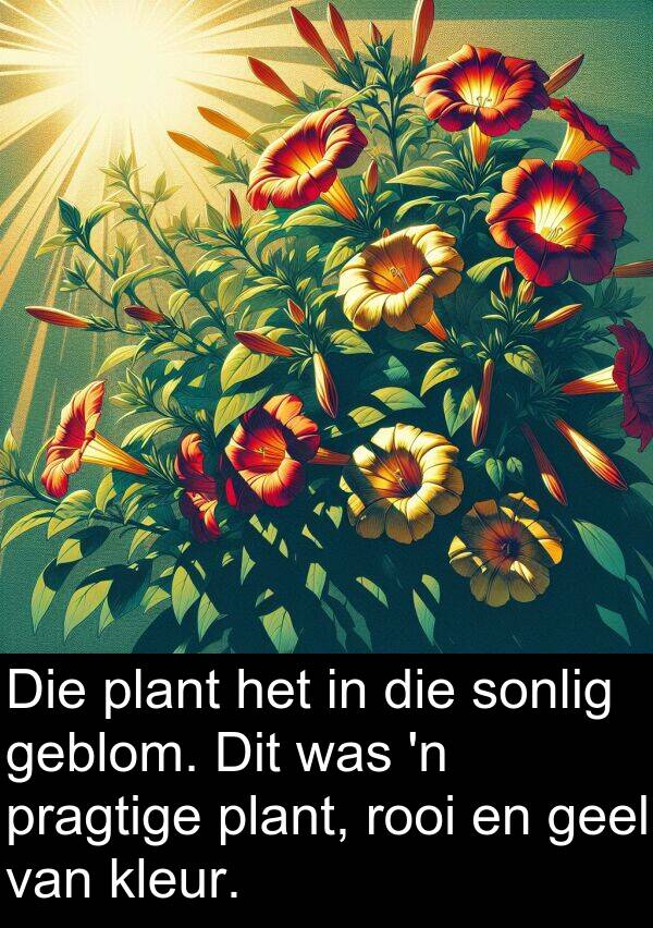 rooi: Die plant het in die sonlig geblom. Dit was 'n pragtige plant, rooi en geel van kleur.