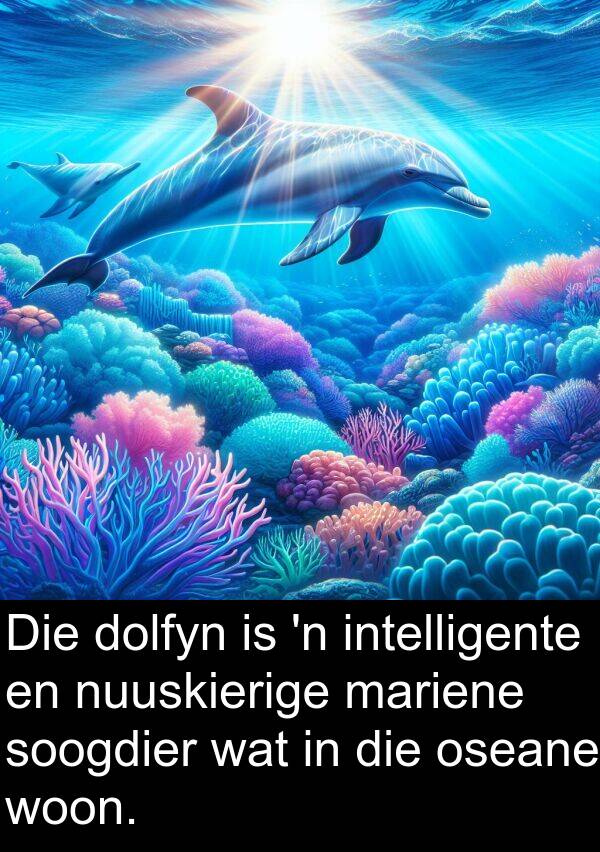woon: Die dolfyn is 'n intelligente en nuuskierige mariene soogdier wat in die oseane woon.