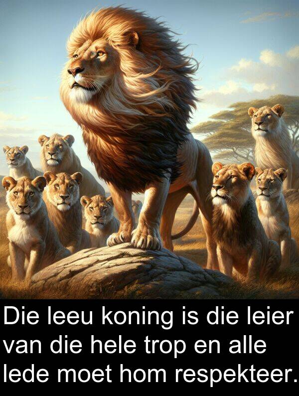 lede: Die leeu koning is die leier van die hele trop en alle lede moet hom respekteer.