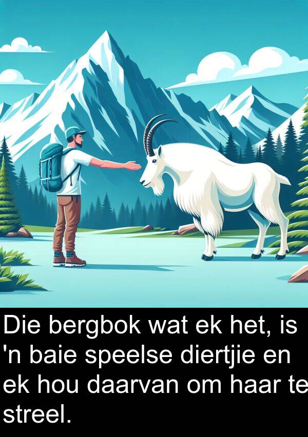 bergbok: Die bergbok wat ek het, is 'n baie speelse diertjie en ek hou daarvan om haar te streel.