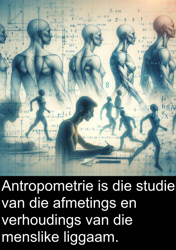 afmetings: Antropometrie is die studie van die afmetings en verhoudings van die menslike liggaam.