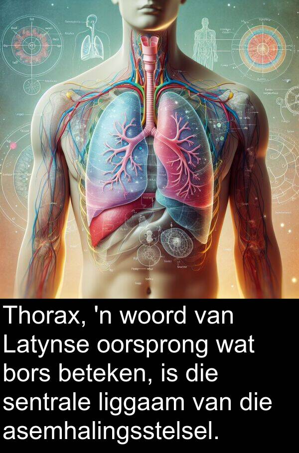 liggaam: Thorax, 'n woord van Latynse oorsprong wat bors beteken, is die sentrale liggaam van die asemhalingsstelsel.