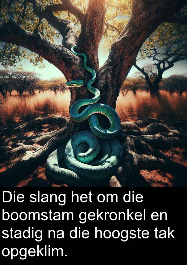 hoogste: Die slang het om die boomstam gekronkel en stadig na die hoogste tak opgeklim.