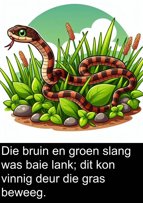 vinnig: Die bruin en groen slang was baie lank; dit kon vinnig deur die gras beweeg.