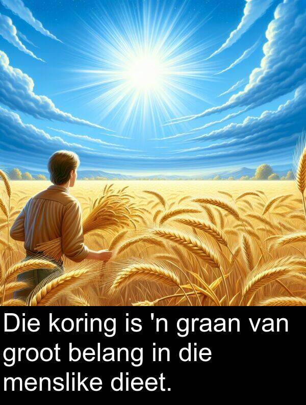 belang: Die koring is 'n graan van groot belang in die menslike dieet.