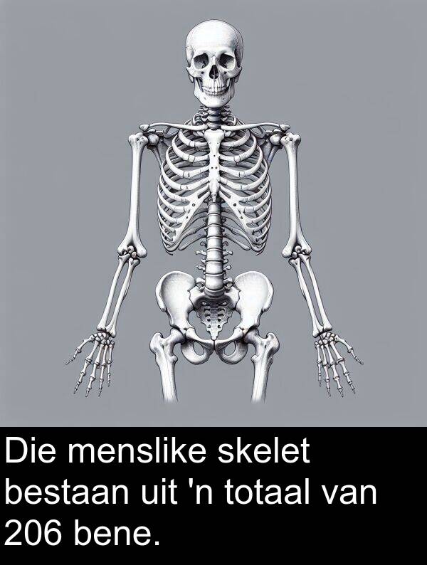 skelet: Die menslike skelet bestaan uit 'n totaal van 206 bene.