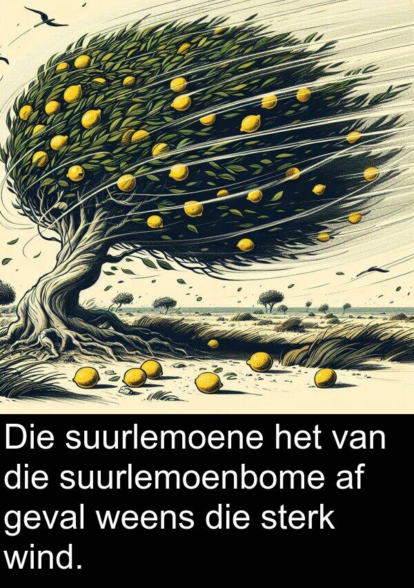 wind: Die suurlemoene het van die suurlemoenbome af geval weens die sterk wind.