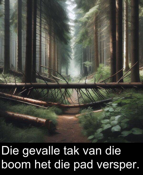tak: Die gevalle tak van die boom het die pad versper.