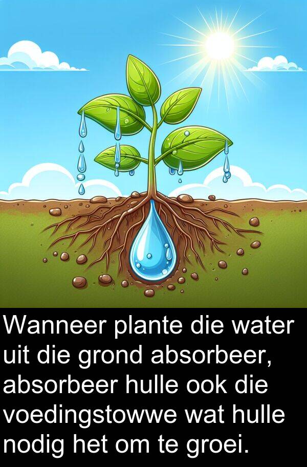 absorbeer: Wanneer plante die water uit die grond absorbeer, absorbeer hulle ook die voedingstowwe wat hulle nodig het om te groei.