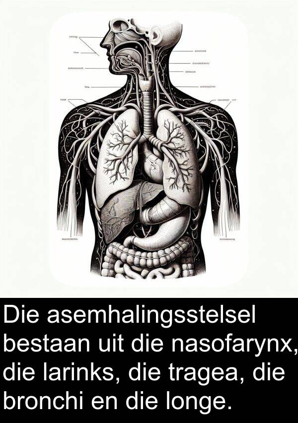 larinks: Die asemhalingsstelsel bestaan uit die nasofarynx, die larinks, die tragea, die bronchi en die longe.