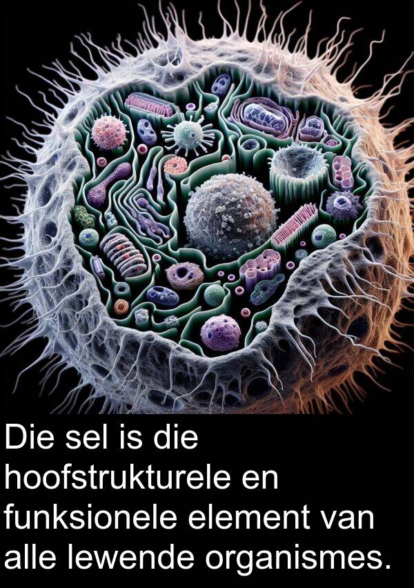 hoofstrukturele: Die sel is die hoofstrukturele en funksionele element van alle lewende organismes.