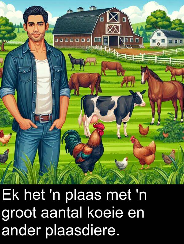 aantal: Ek het 'n plaas met 'n groot aantal koeie en ander plaasdiere.