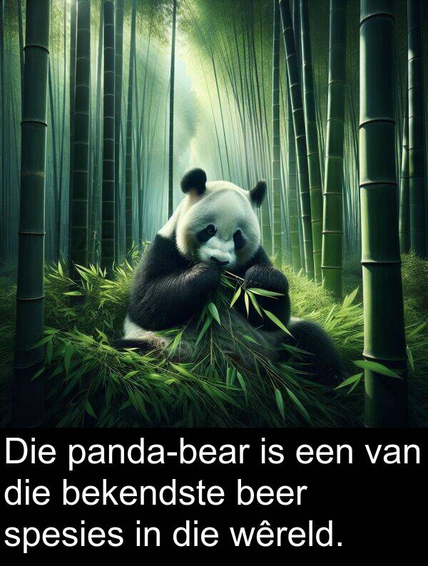 wêreld: Die panda-bear is een van die bekendste beer spesies in die wêreld.