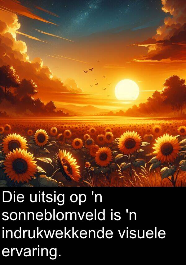 uitsig: Die uitsig op 'n sonneblomveld is 'n indrukwekkende visuele ervaring.