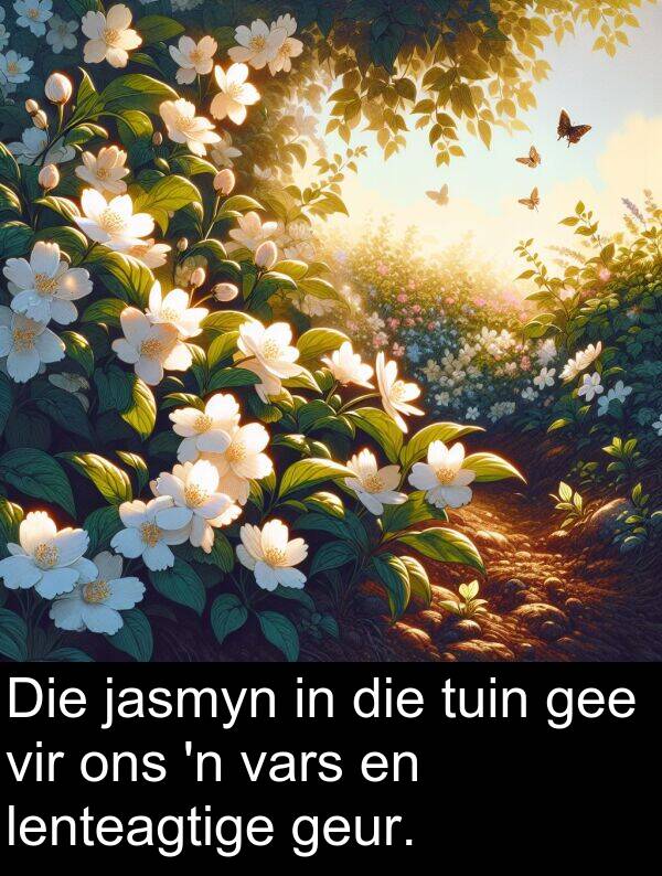gee: Die jasmyn in die tuin gee vir ons 'n vars en lenteagtige geur.