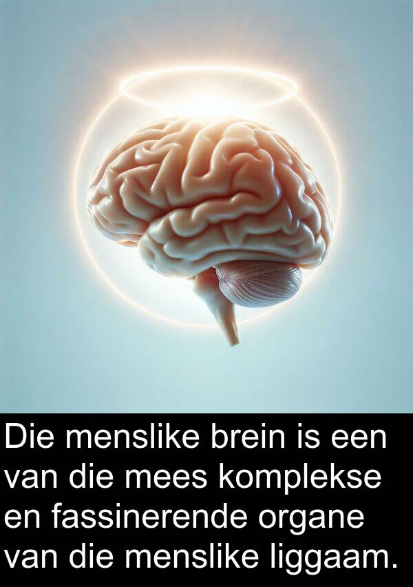 liggaam: Die menslike brein is een van die mees komplekse en fassinerende organe van die menslike liggaam.