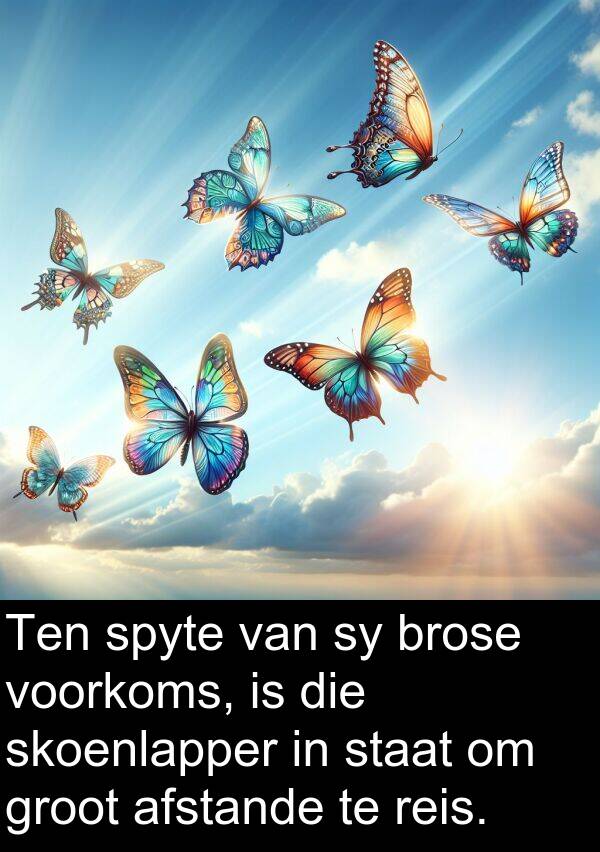 skoenlapper: Ten spyte van sy brose voorkoms, is die skoenlapper in staat om groot afstande te reis.