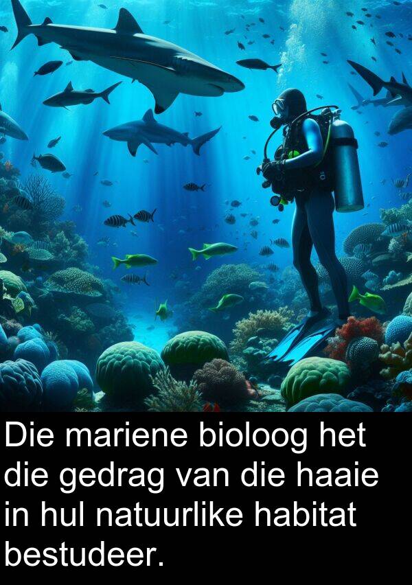 habitat: Die mariene bioloog het die gedrag van die haaie in hul natuurlike habitat bestudeer.