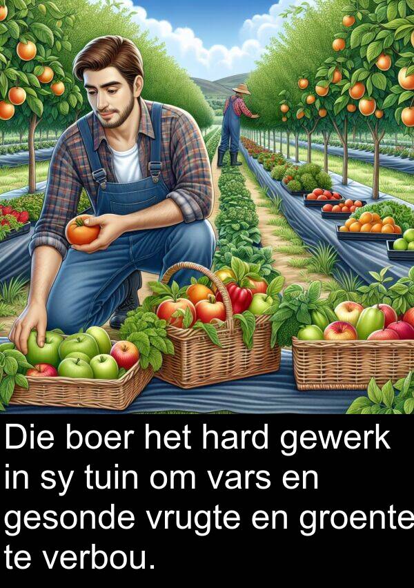 hard: Die boer het hard gewerk in sy tuin om vars en gesonde vrugte en groente te verbou.