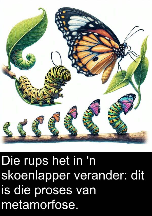 metamorfose: Die rups het in 'n skoenlapper verander: dit is die proses van metamorfose.