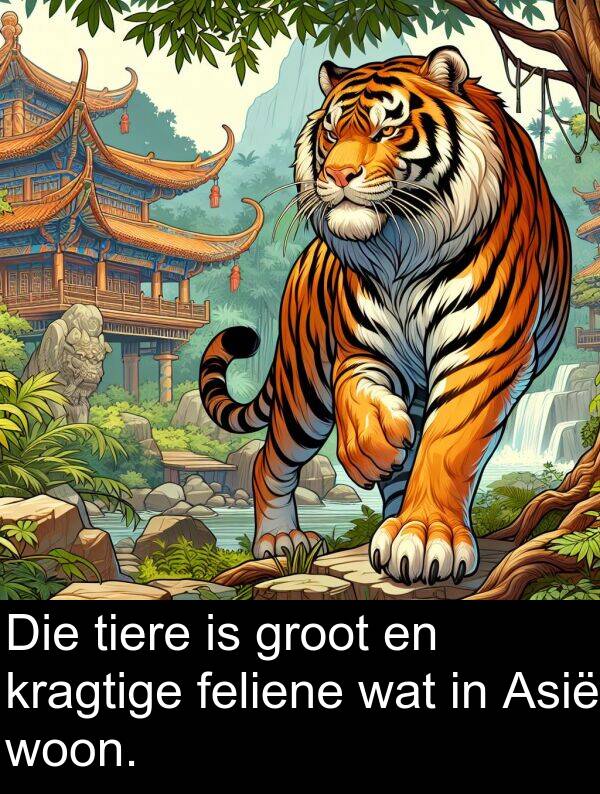 woon: Die tiere is groot en kragtige feliene wat in Asië woon.