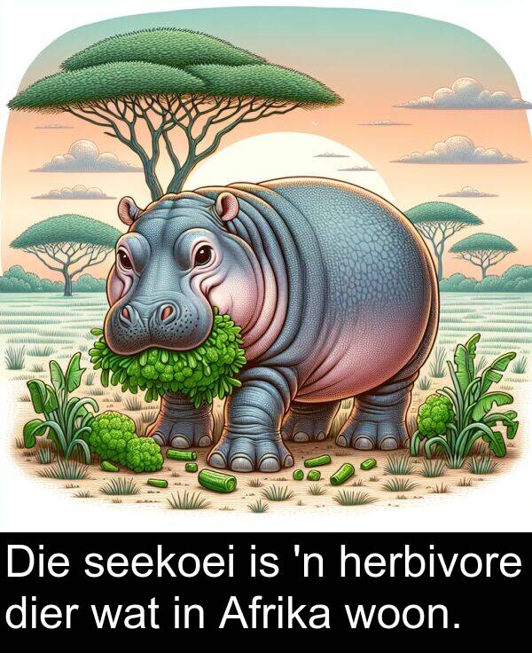 woon: Die seekoei is 'n herbivore dier wat in Afrika woon.