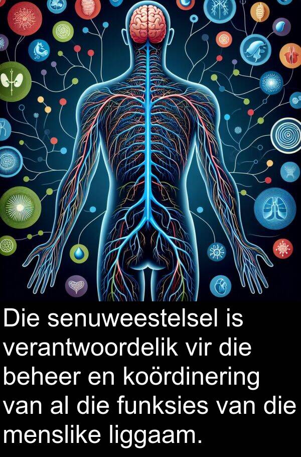 liggaam: Die senuweestelsel is verantwoordelik vir die beheer en koördinering van al die funksies van die menslike liggaam.