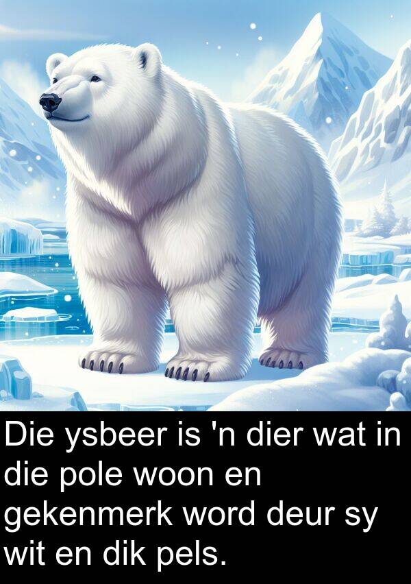 woon: Die ysbeer is 'n dier wat in die pole woon en gekenmerk word deur sy wit en dik pels.