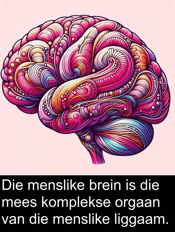 liggaam: Die menslike brein is die mees komplekse orgaan van die menslike liggaam.