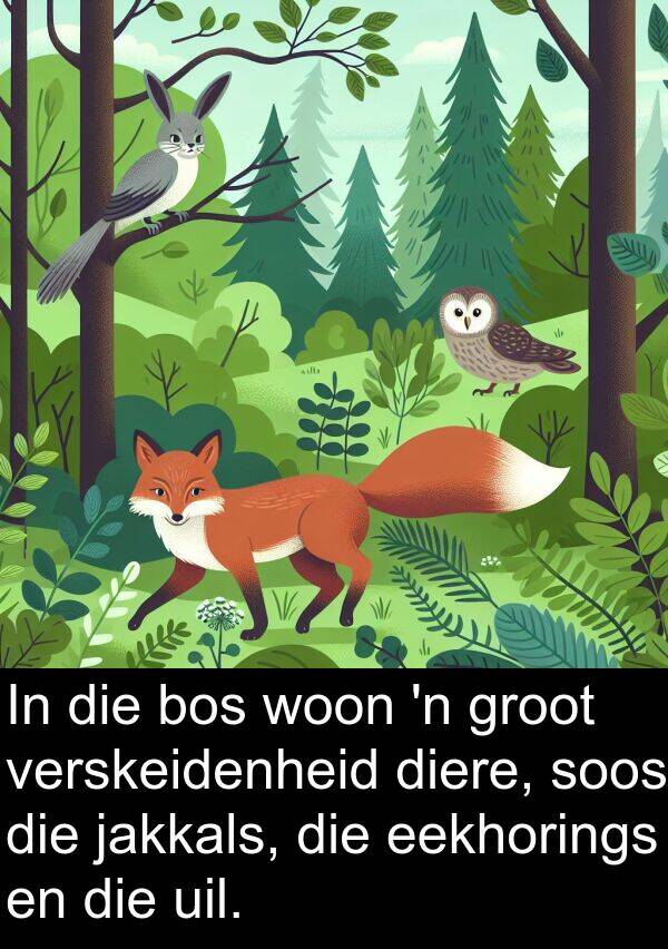 woon: In die bos woon 'n groot verskeidenheid diere, soos die jakkals, die eekhorings en die uil.