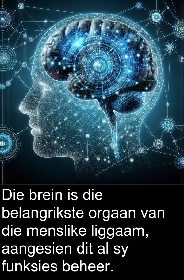 belangrikste: Die brein is die belangrikste orgaan van die menslike liggaam, aangesien dit al sy funksies beheer.