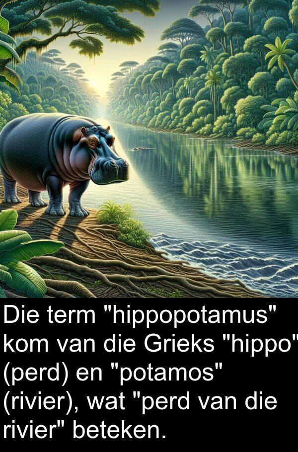 term: Die term "hippopotamus" kom van die Grieks "hippo" (perd) en "potamos" (rivier), wat "perd van die rivier" beteken.